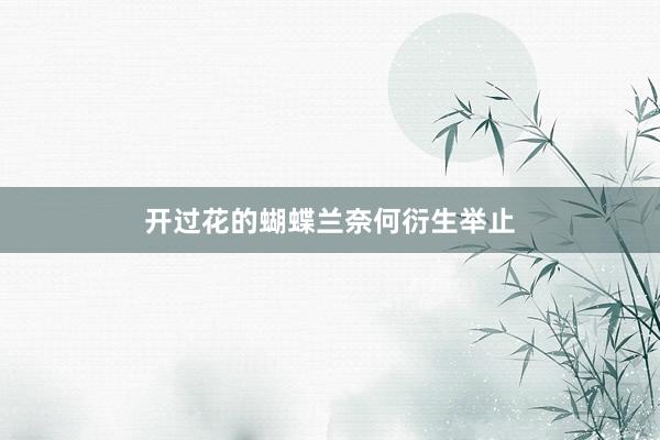 开过花的蝴蝶兰奈何衍生举止